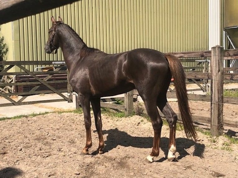 KWPN Ruin 4 Jaar 160 cm Donkere-vos in Swifterbant