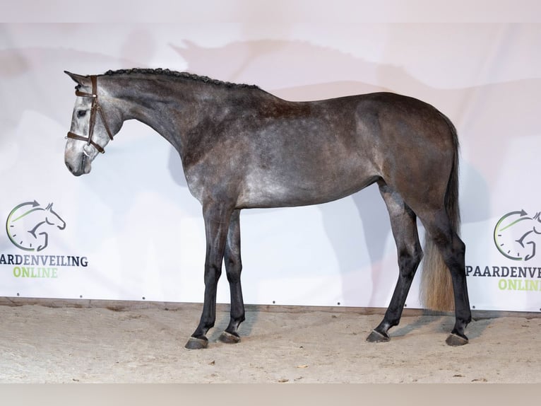 KWPN Ruin 4 Jaar 160 cm Schimmel in Heerde