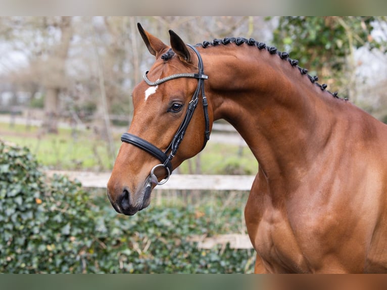 KWPN Ruin 4 Jaar 161 cm  in Heerde