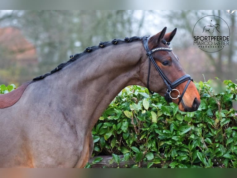 KWPN Ruin 4 Jaar 162 cm Bruin in Brest