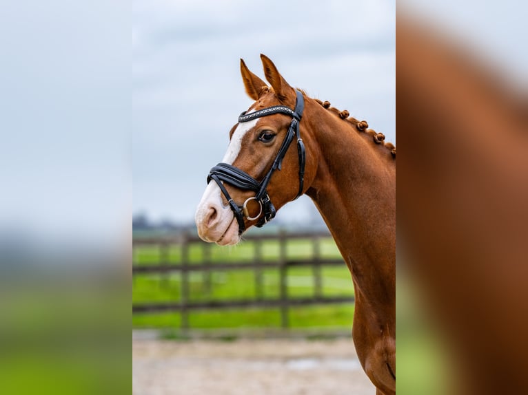 KWPN Ruin 4 Jaar 162 cm Roodbruin in Nieuwegein