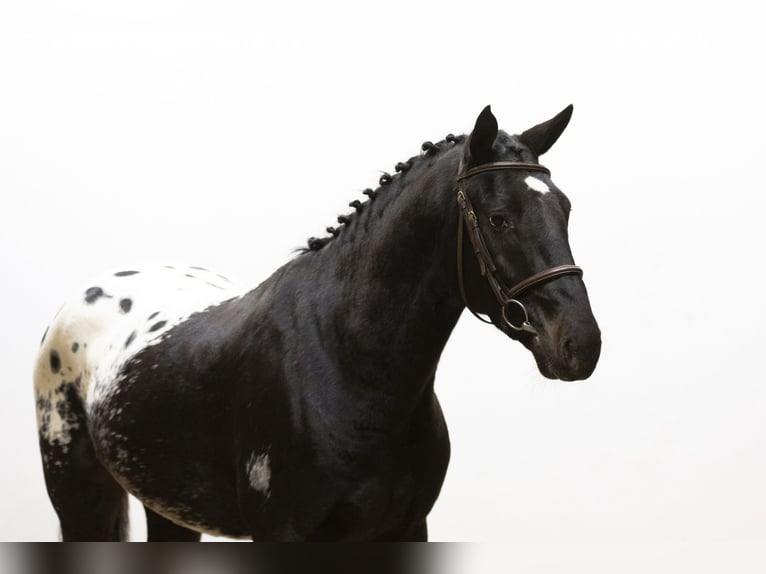 KWPN Ruin 4 Jaar 163 cm Appaloosa in Waddinxveen