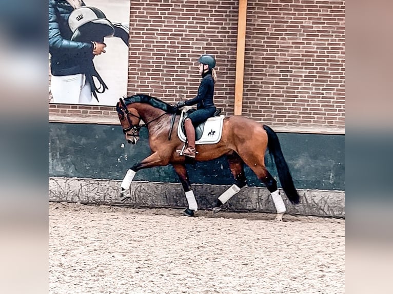 KWPN Ruin 4 Jaar 163 cm Bruin in Erp