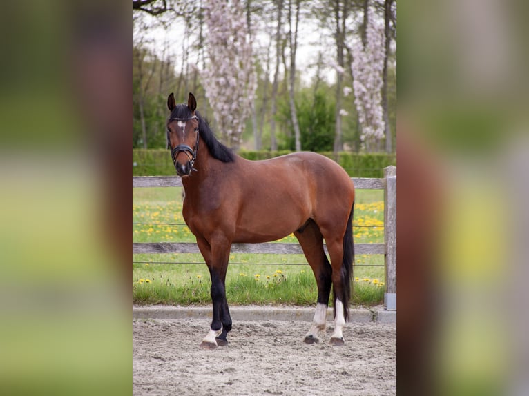 KWPN Ruin 4 Jaar 163 cm Bruin in Putten