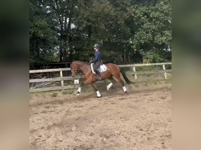 KWPN Ruin 4 Jaar 163 cm Bruin in Voorthuizen