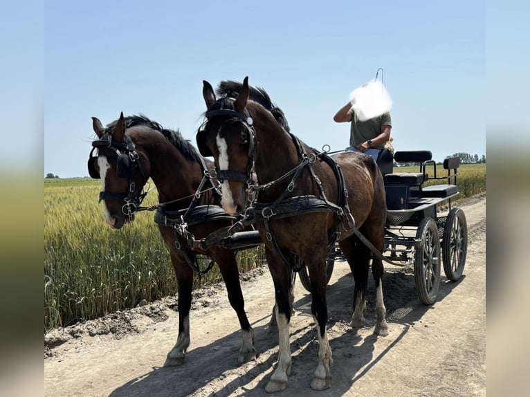 KWPN Ruin 4 Jaar 163 cm Roodbruin in Tass