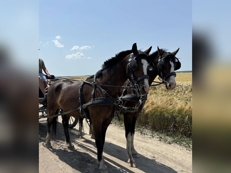 KWPN Ruin 4 Jaar 163 cm Roodbruin in Tass