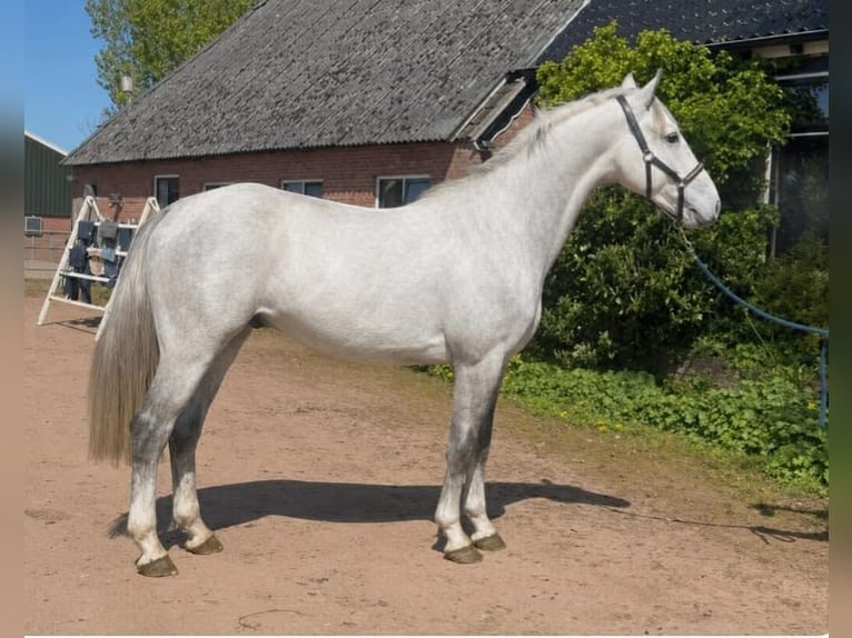 KWPN Ruin 4 Jaar 163 cm Schimmel in Sainte-Consorce