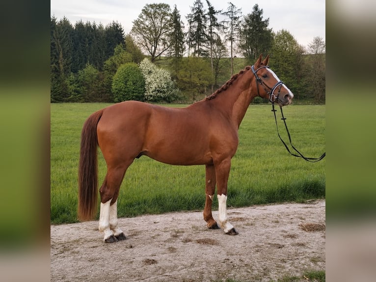 KWPN Ruin 4 Jaar 163 cm Vos in Kettershausen
