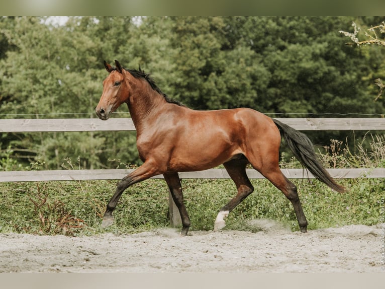 KWPN Ruin 4 Jaar 164 cm Bruin in Bretagne