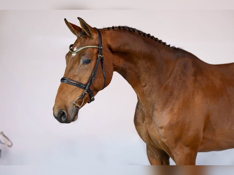 KWPN Ruin 4 Jaar 164 cm Bruin in Heerde