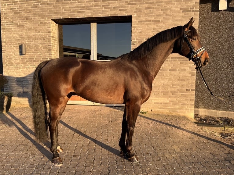 KWPN Ruin 4 Jaar 164 cm Donkerbruin in Cadier en keer