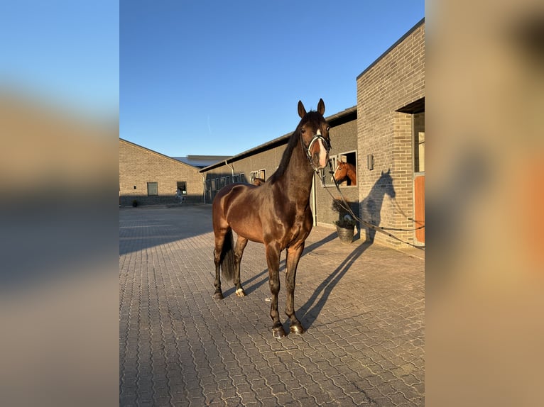 KWPN Ruin 4 Jaar 164 cm Donkerbruin in Cadier en keer