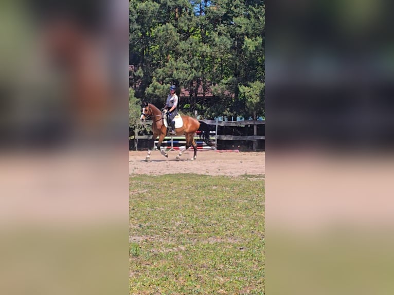 KWPN Ruin 4 Jaar 164 cm Roodbruin in Nowy Tomy&#x15B;l