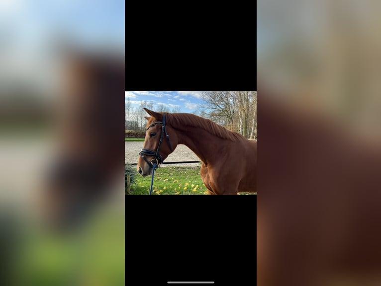 KWPN Ruin 4 Jaar 164 cm Vos in de Wijk