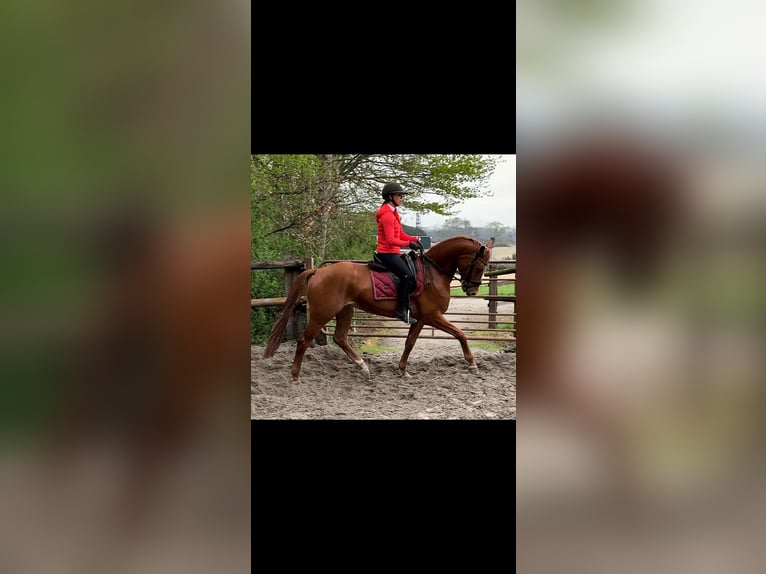 KWPN Ruin 4 Jaar 164 cm Vos in de Wijk