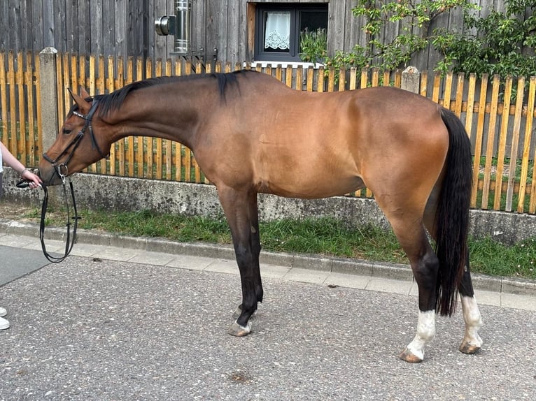 KWPN Ruin 4 Jaar 165 cm Bruin in Deuerling