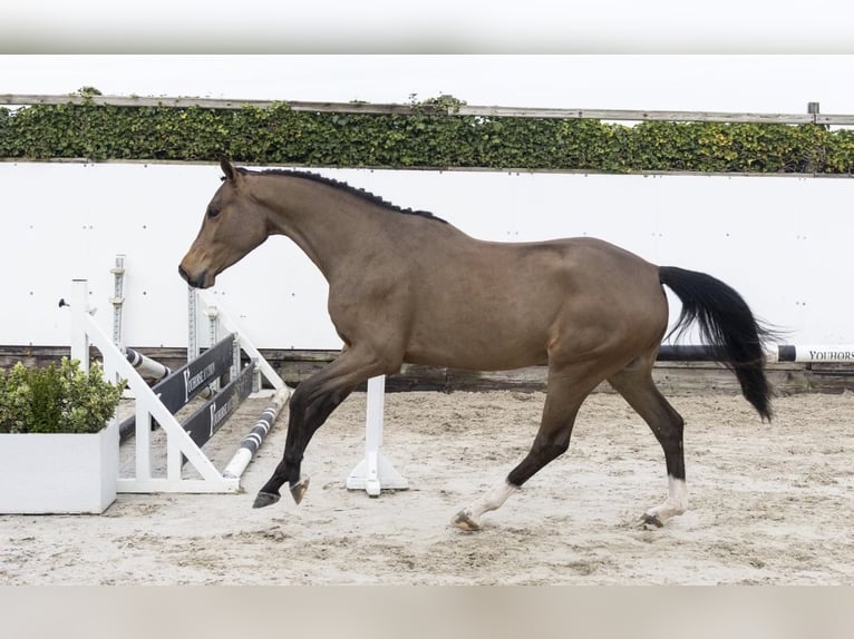 KWPN Ruin 4 Jaar 165 cm Bruin in Deuerling