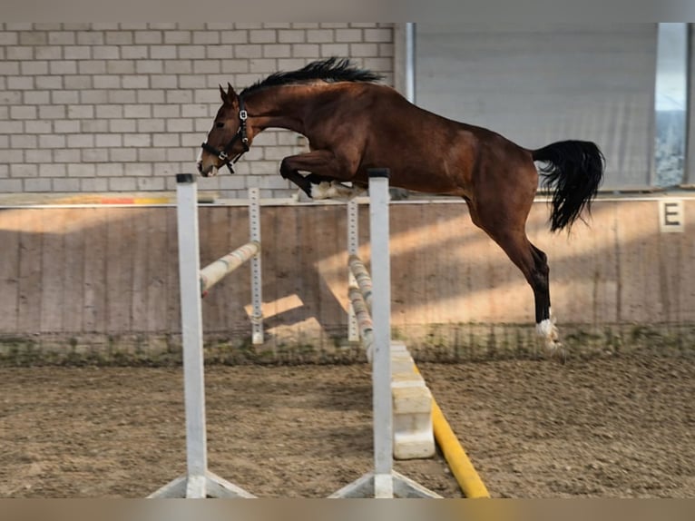 KWPN Ruin 4 Jaar 165 cm Bruin in Königsbach-Stein
