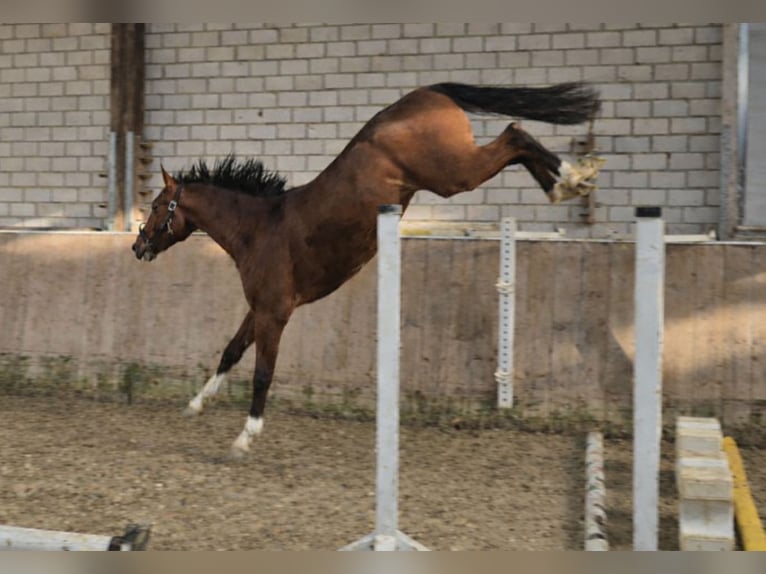 KWPN Ruin 4 Jaar 165 cm Bruin in Königsbach-Stein