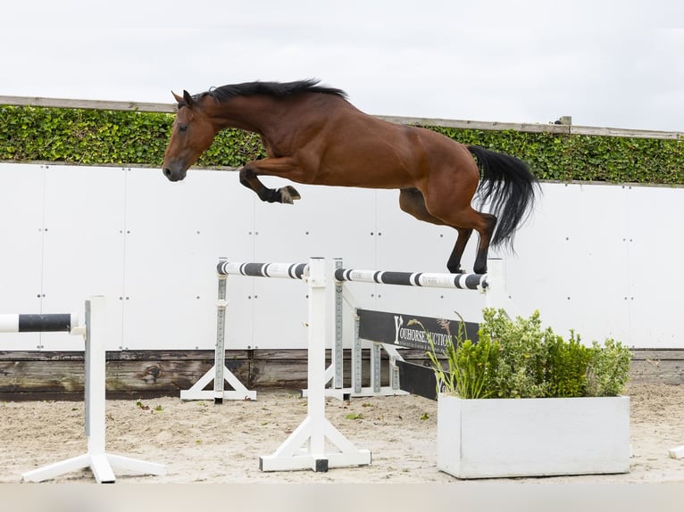 KWPN Ruin 4 Jaar 165 cm Bruin in Waddinxveen