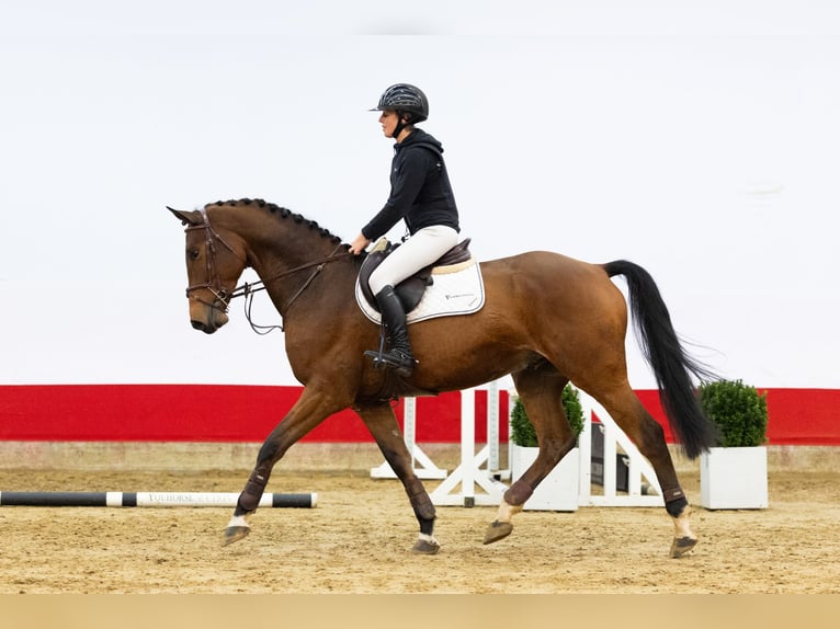 KWPN Ruin 4 Jaar 165 cm Bruin in Waddinxveen