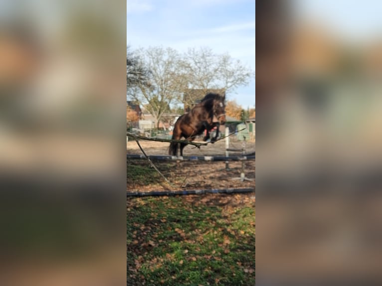 KWPN Ruin 4 Jaar 165 cm Donkerbruin in Lommel