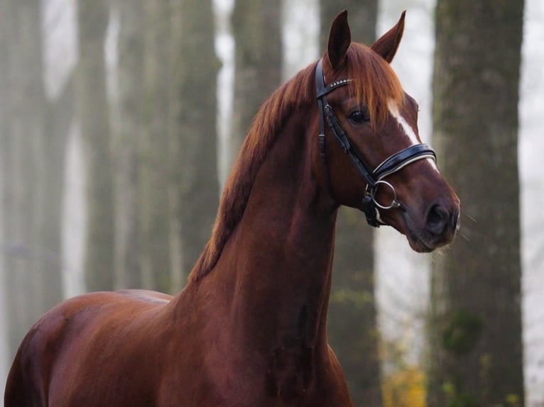 KWPN Ruin 4 Jaar 165 cm Donkere-vos in Ahrensburg