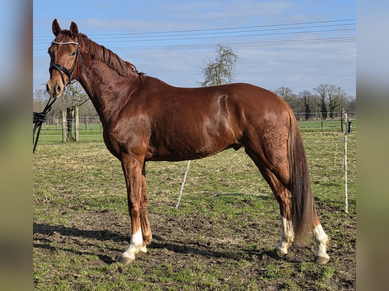 KWPN Ruin 4 Jaar 165 cm Donkere-vos in Wachtendonk
