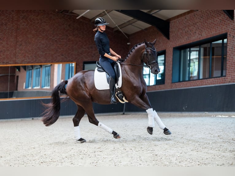 KWPN Ruin 4 Jaar 165 cm Zwart in Schaijk