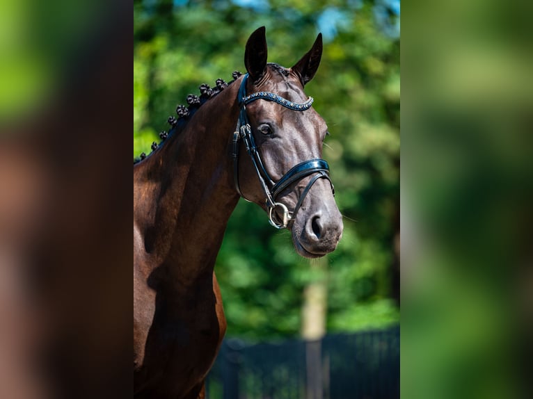 KWPN Ruin 4 Jaar 165 cm Zwart in Schaijk