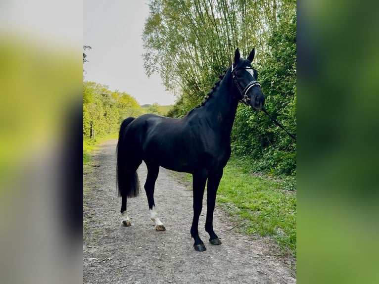 KWPN Ruin 4 Jaar 165 cm Zwart in Wales