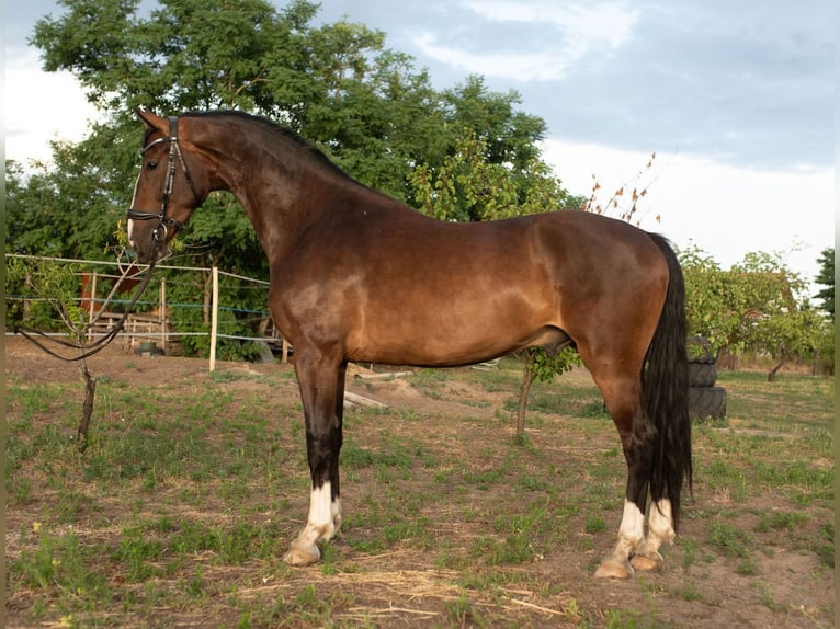 KWPN Ruin 4 Jaar 166 cm Bruin in Szatymaz