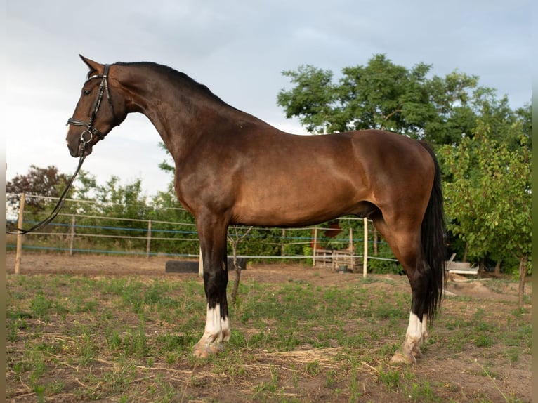 KWPN Ruin 4 Jaar 166 cm Bruin in Szatymaz