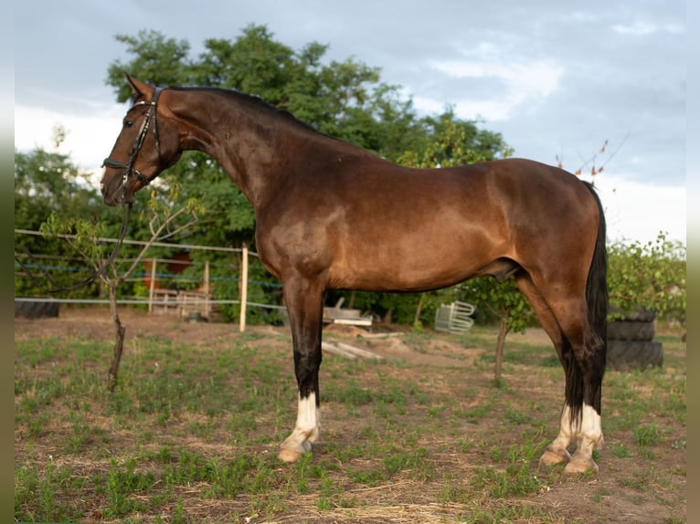 KWPN Ruin 4 Jaar 166 cm Bruin in Szatymaz