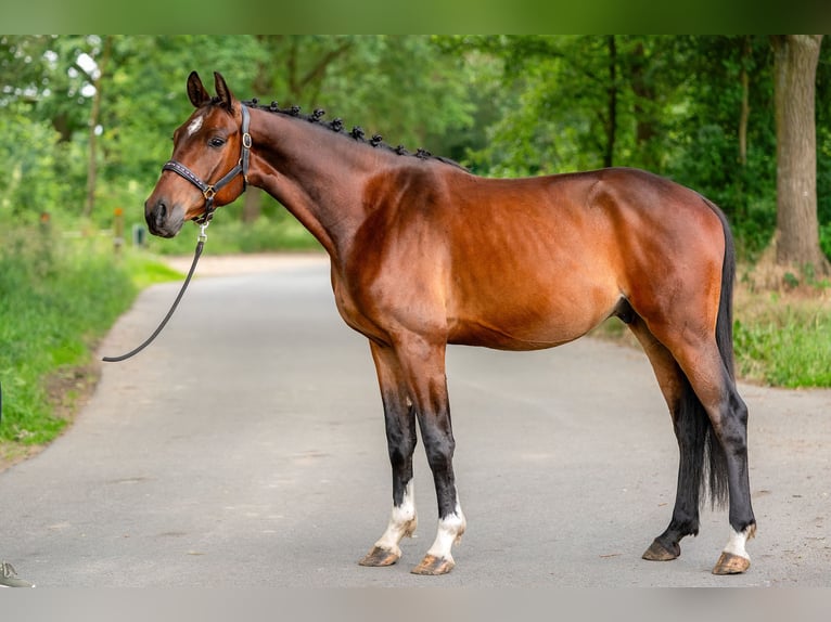 KWPN Ruin 4 Jaar 166 cm Bruin in Kaldenkirchen