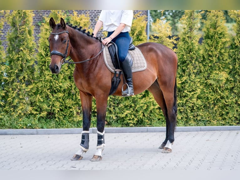 KWPN Ruin 4 Jaar 166 cm Bruin in Kaldenkirchen