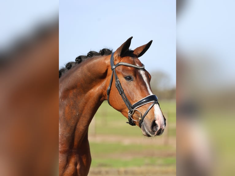 KWPN Ruin 4 Jaar 166 cm Bruin in Haaksbergen