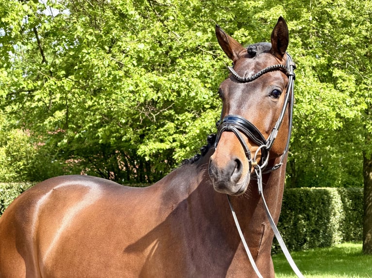 KWPN Ruin 4 Jaar 166 cm Bruin in Ochtrup