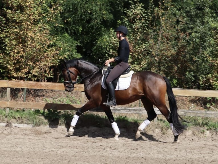 KWPN Ruin 4 Jaar 166 cm Bruin in Soest