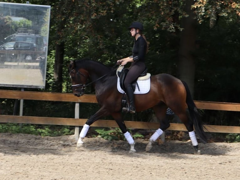 KWPN Ruin 4 Jaar 166 cm Bruin in Soest