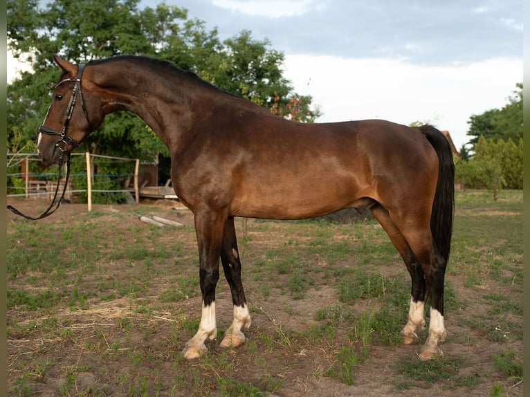 KWPN Ruin 4 Jaar 166 cm Bruin in Szatymaz