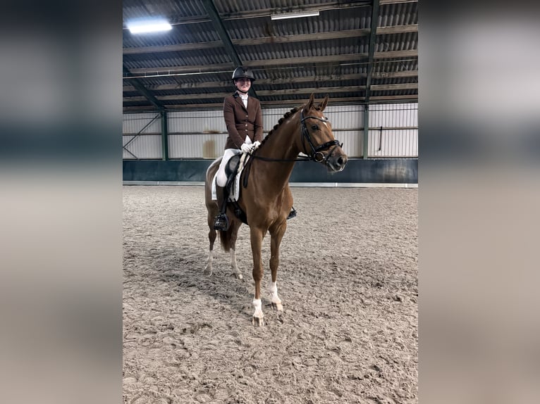 KWPN Ruin 4 Jaar 166 cm Vos in Heerewaarden