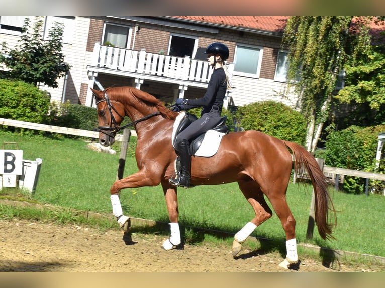 KWPN Ruin 4 Jaar 166 cm Vos in Neuss