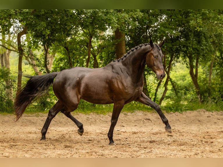 KWPN Ruin 4 Jaar 166 cm Zwartbruin in Deurze