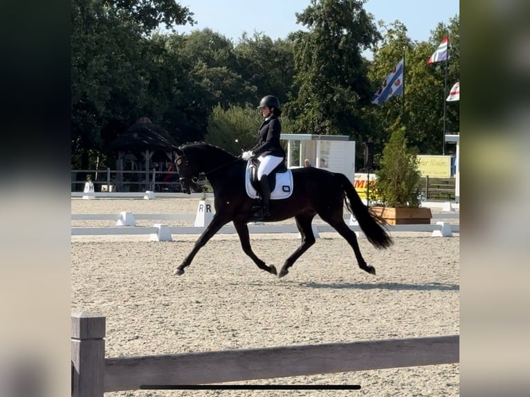 KWPN Ruin 4 Jaar 166 cm Zwartbruin in Deurze