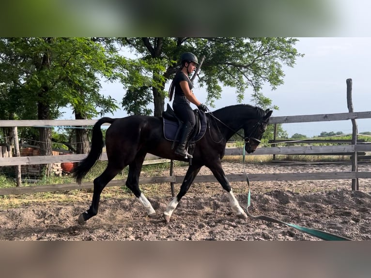 KWPN Ruin 4 Jaar 167 cm Bruin in Szatymaz