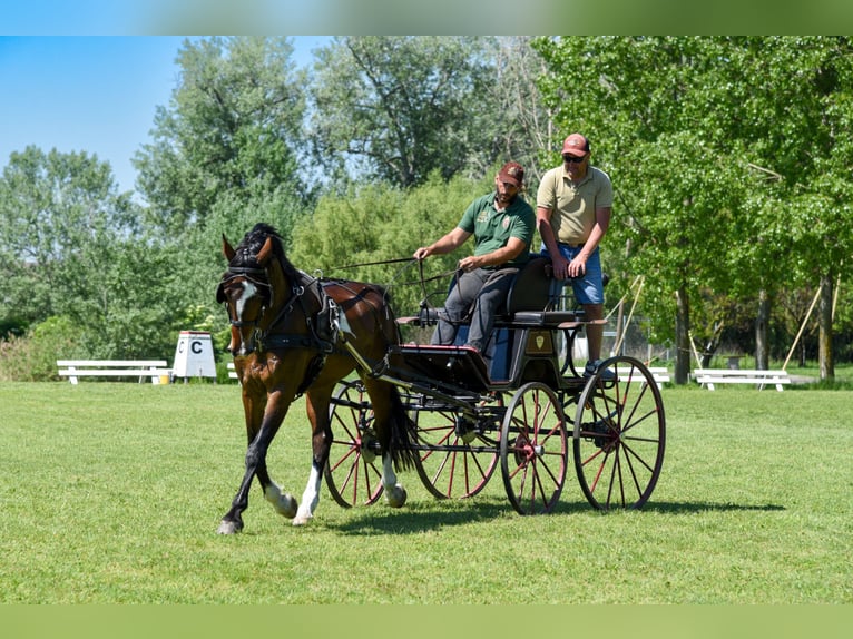 KWPN Ruin 4 Jaar 167 cm Bruin in Szatymaz