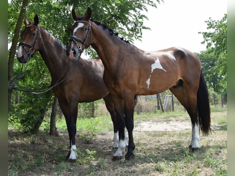 KWPN Ruin 4 Jaar 167 cm Bruin in Szatymaz