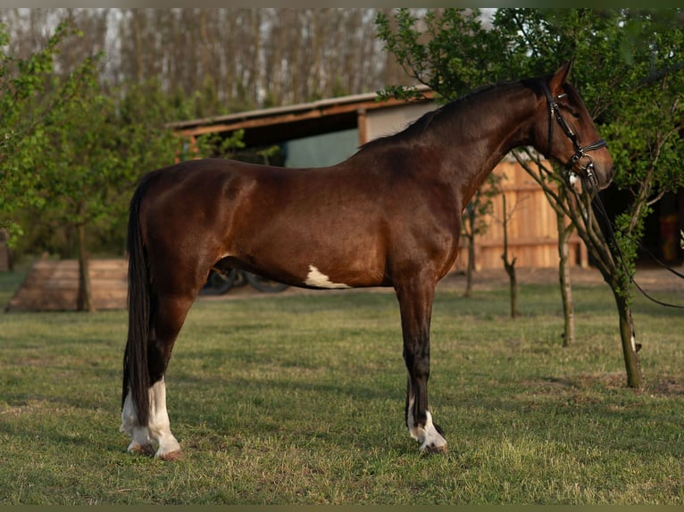 KWPN Ruin 4 Jaar 167 cm Bruin in Szatymaz